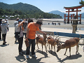 安芸の宮島